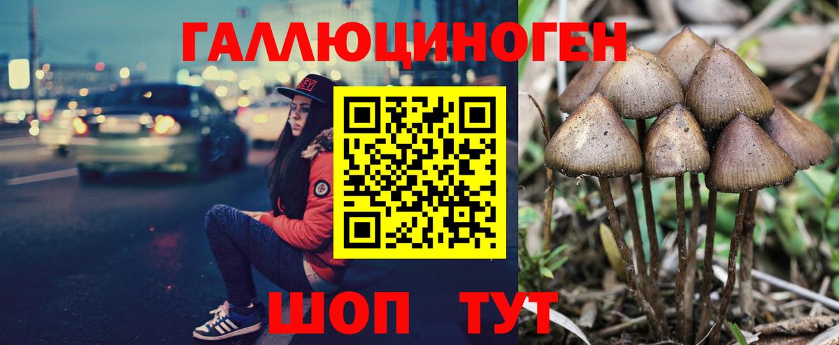 Петропавловск-Камчатский  Псилоцибиновые грибы Cubensis  Вход с VPN 